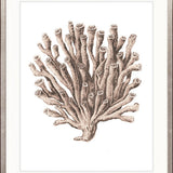 Ashford Soft Coral VI