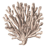Ashford Soft Coral VI