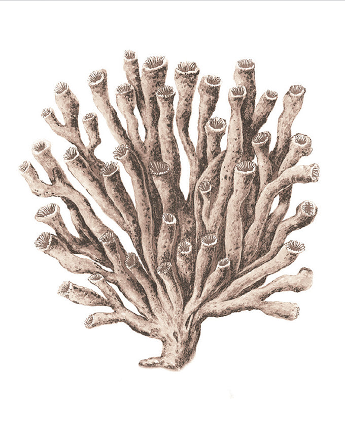 Ashford Soft Coral VI