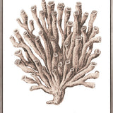 Ashford Soft Coral VI (Canvas)