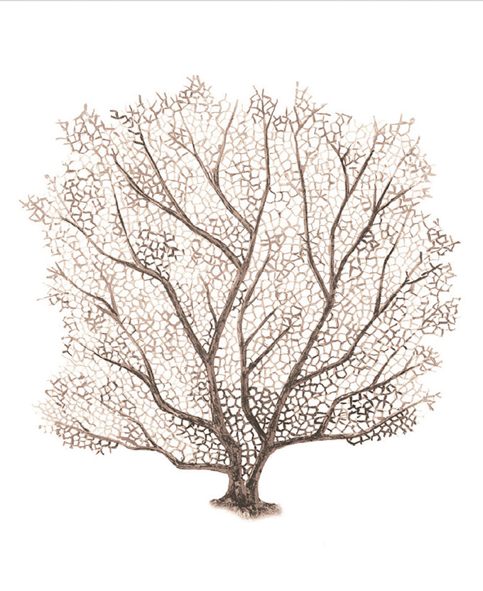 Ashford Soft Coral VII