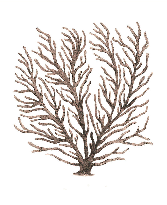 Ashford Soft Coral VIII