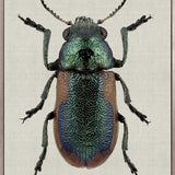 Beetle Subject III (Canvas)