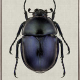 Beetle Subject IV (Canvas)