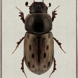 Beetle Subject VIII (Canvas)