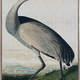 Exquisite Bird I (Canvas)