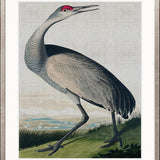 Exquisite Bird I