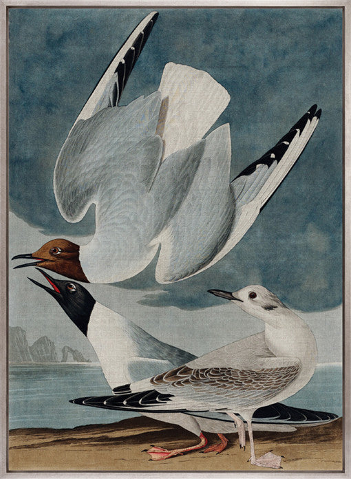 Exquisite Bird IV (Canvas)