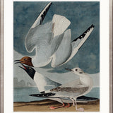 Exquisite Bird IV