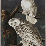 Exquisite Bird V (Canvas)