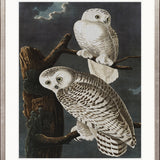 Exquisite Bird V