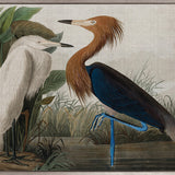 Exquisite Bird VI (Canvas)