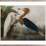 Exquisite Bird VI