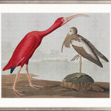 Exquisite Bird X