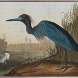Exquisite Bird XI (Canvas)