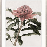 Native Bloom IV