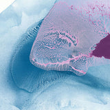 Avara Flow V X-Large (1050mm W x 1050mm H) / Clear Acrylic