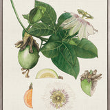 Classic Botanical Study I (Canvas)