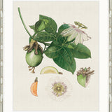 Classic Botanical Study I