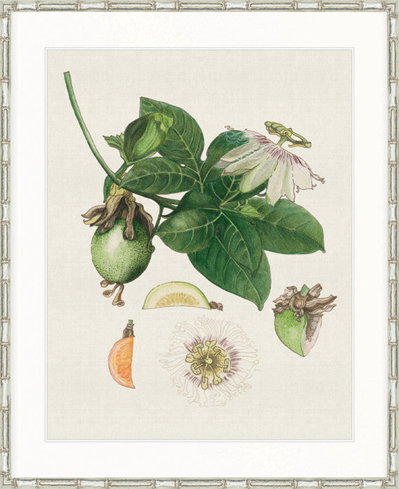 Classic Botanical Study I