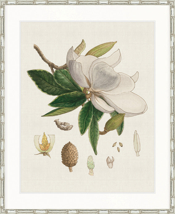 Classic Botanical Study II