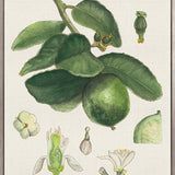 Classic Botanical Study IV (Canvas)