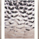 Aviles Feather III