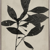 Endeavour Specimen I (Canvas)