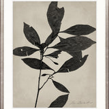 Endeavour Specimen I