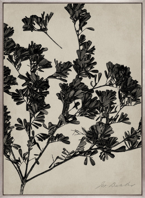 Endeavour Specimen II (Canvas)