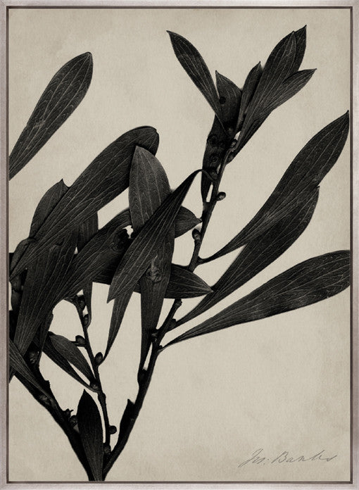 Endeavour Specimen III (Canvas)