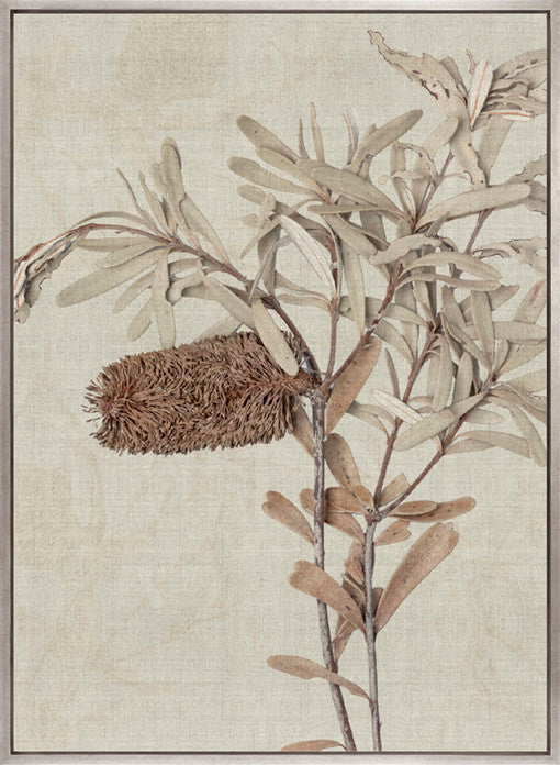 Banksia Study I (Canvas)
