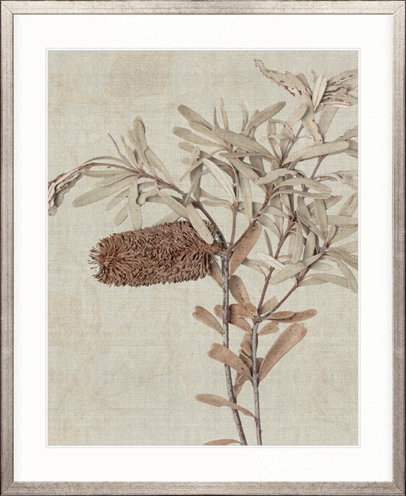 Banksia Study I