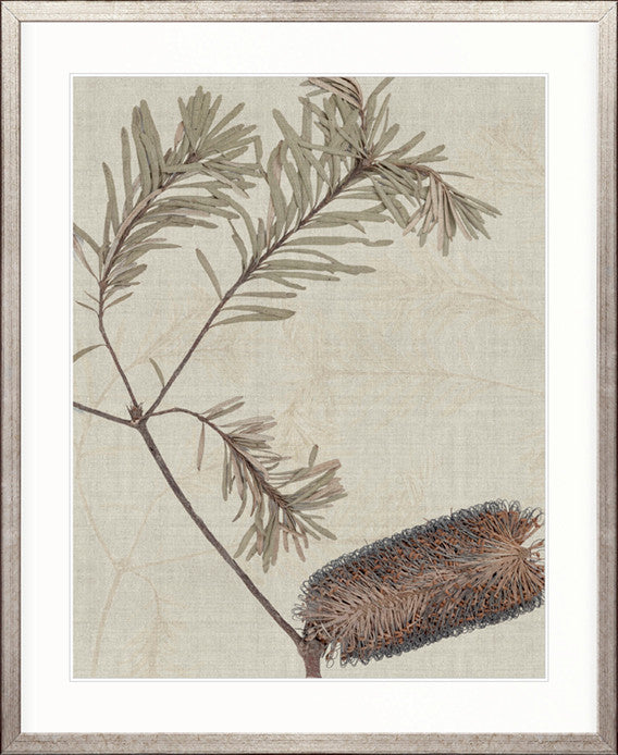 Banksia Study II