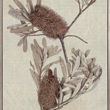 Banksia Study III (Canvas)