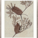 Banksia Study III