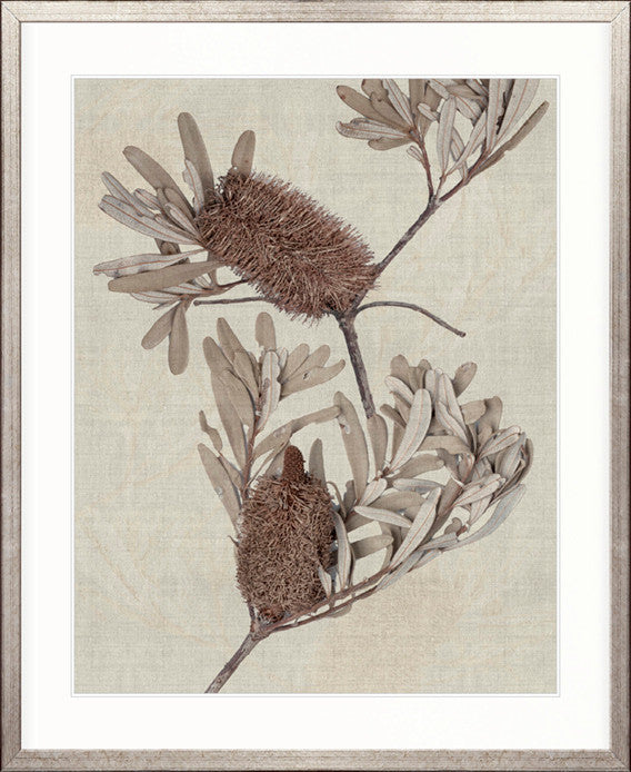 Banksia Study III