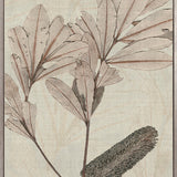 Banksia Study IV (Canvas)