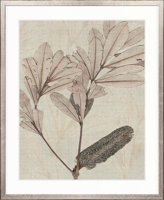 Banksia Study IV