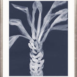 St Bartholomew Palm V