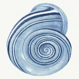 Baudin Shell I (Canvas) Large (903mm W x 1109mm H)