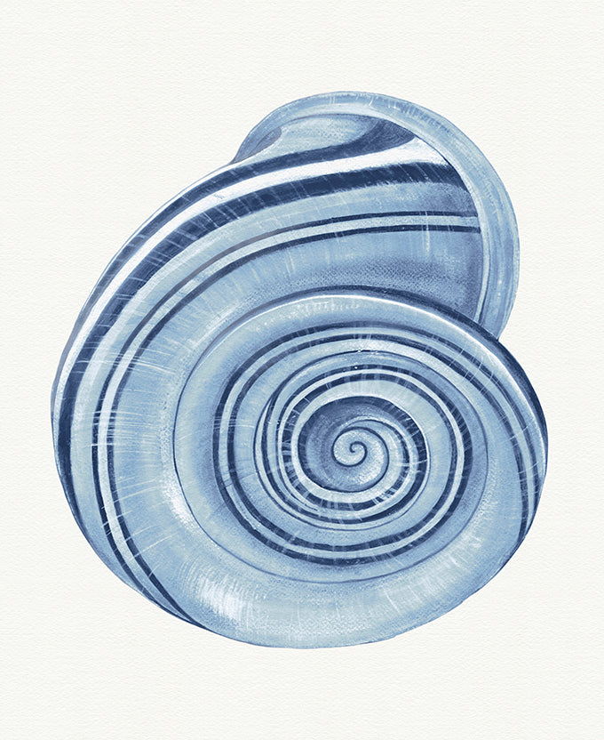 Baudin Shell I