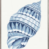 Baudin Shell II (Canvas) Large (903mm W x 1109mm H)