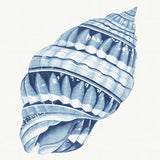Baudin Shell II Small (465mm W x 560mm H) / Standard Clear Glass
