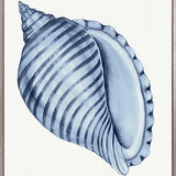 Baudin Shell III (Canvas) Large (903mm W x 1109mm H)