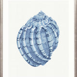 Baudin Shell IV Small (465mm W x 560mm H) / Standard Clear Glass