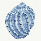 Baudin Shell IV Small (465mm W x 560mm H) / Standard Clear Glass