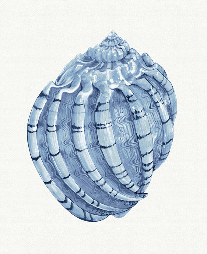 Baudin Shell IV