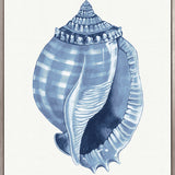 Baudin Shell V (Canvas) Large (903mm W x 1109mm H)
