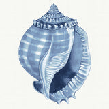 Baudin Shell V Small (465mm W x 560mm H) / Standard Clear Glass